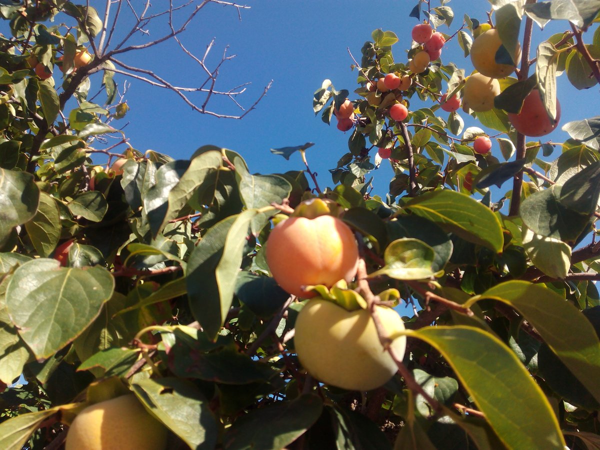 HClaReina's tweet photo. Frutales, airecillo veraniego.... tranquilidad 🌿☀🍊
#RGBAUTISTA https://t.co/io12dLPhYx