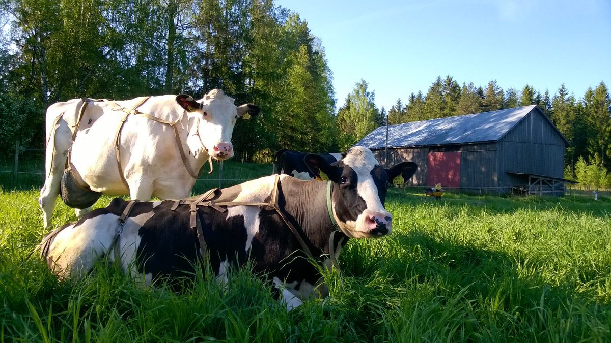 TorholanEmanta's tweet photo. #periscope #julkkikset nauttii #laitumella #auringosta ☀️🐮💓 #ylistys-rouva 9v ja #juoni 4v ☺️☀️ https://t.co/OaQzQ1aOCi