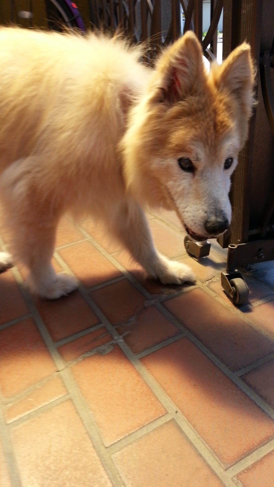 O Xrhsths んごりんご Sto Twitter Akitavision 秋田犬 可愛いですね 我が家ミックス犬 ハスキー 柴 キース は明後日１７才５ヶ月 人の推定年齢１００才 白内障や脚腫瘍や足腰が弱く 私が赤坊の頃 茄子のヘタ汁でイボ取りして貰い 愛犬の患部に使用中です