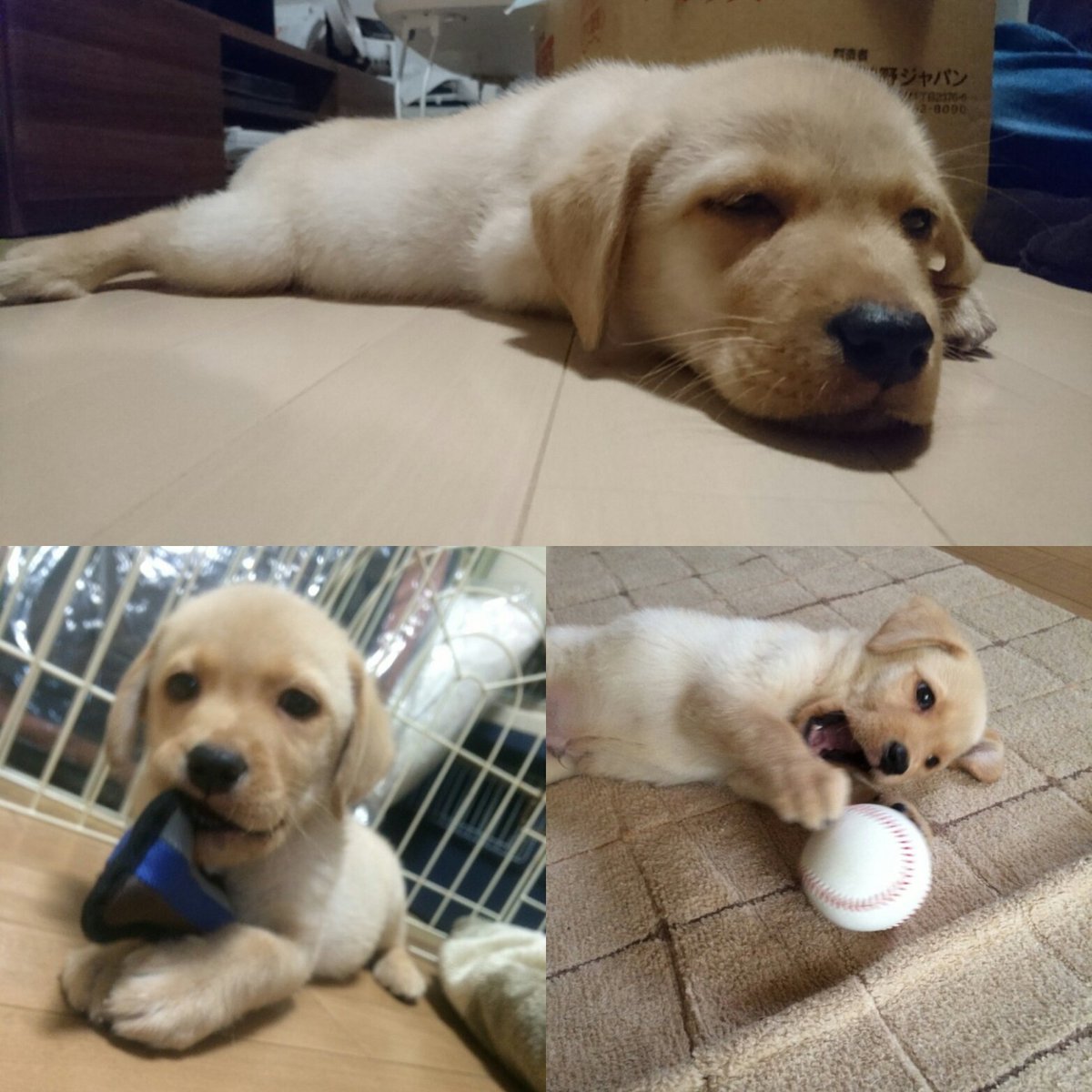 岡田亮太 A Twitter めちゃかわいい まだ２ヶ月 子犬 ラブラドール 癒し