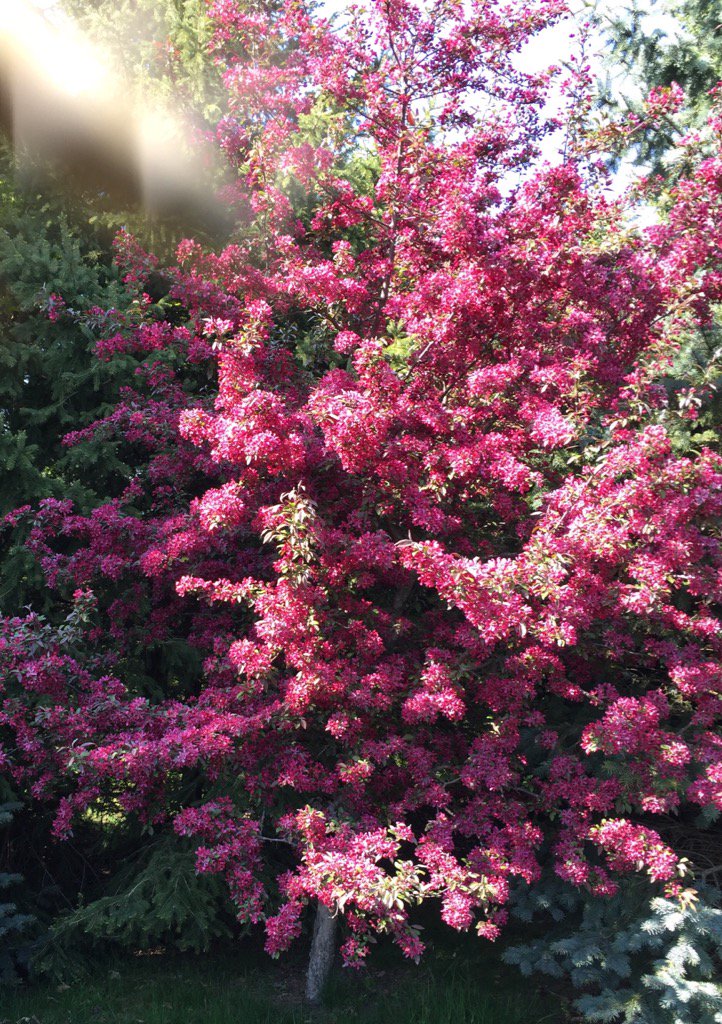 samour7's tweet image. 