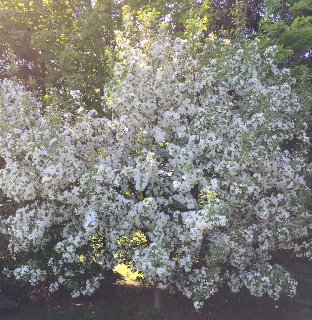 samour7's tweet image. 