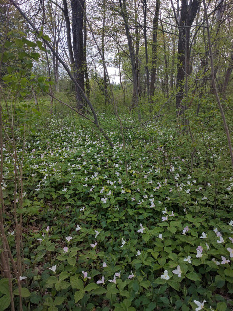 samour7's tweet image. 