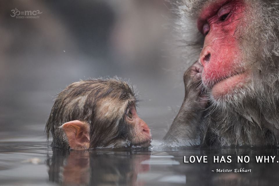 Adaya77's tweet image. Nighty Night #LoveAbides #ImStillHere #NeverCapitulate #FuckRatBastards remember2breathe(~_~) #IDWP @censorednewsnow