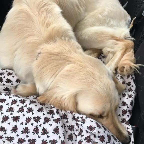 helpnaga's tweet photo. #petgofundme #helpnaga-seizures/blindness.$used for treatments, meds,tests,Vet visits. https://t.co/jWDZmkc45X https://t.co/9YmnIMpadI