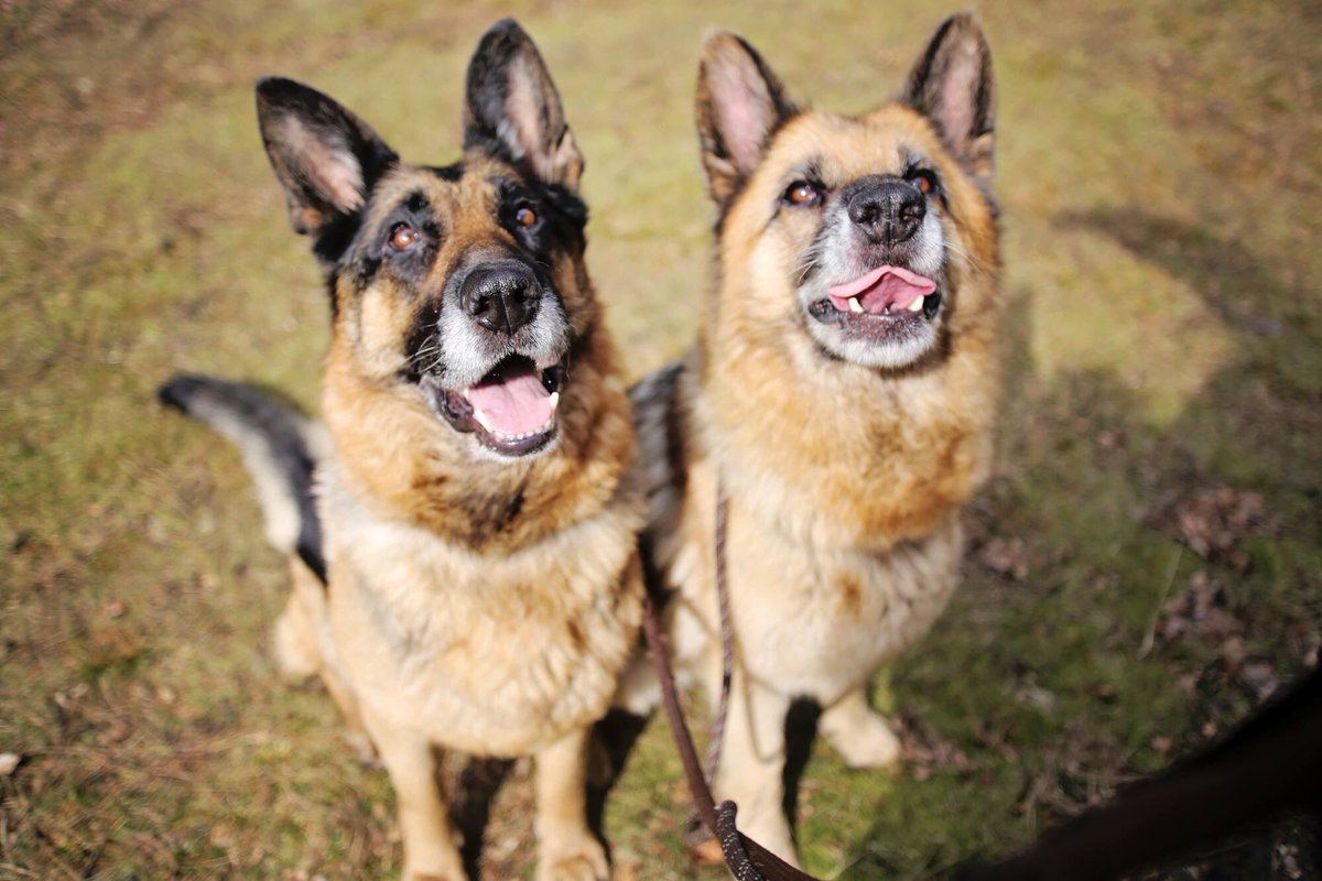 DogloverAri's tweet photo. #asielhonden @BenWeyts Bijzonder project voor bijzondere honden! Delen = 👍👍👍 https://t.co/jUc4et5klx https://t.co/O13mhmUYqM