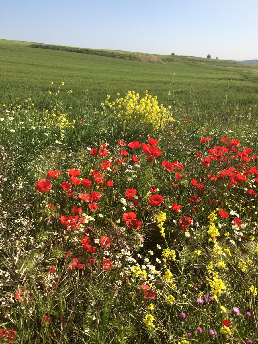 JavierPerezARGI's tweet photo. @elbuhocafe con Toño y Diego cantando a esta primavera de colores https://t.co/hLZcx81r8v