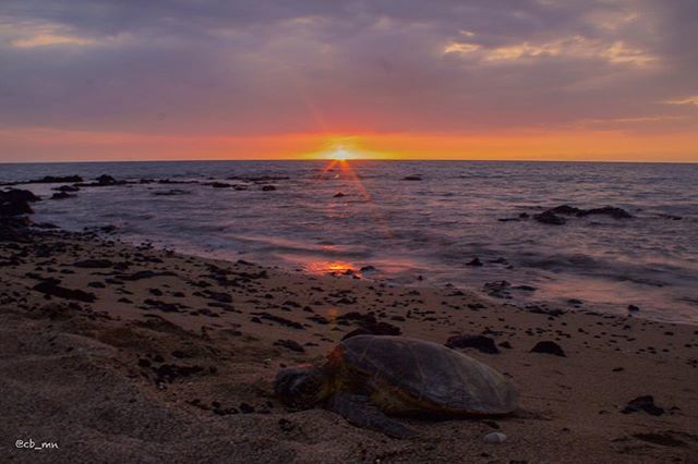 seaturtlegifts's tweet photo. Happy late #turtletuesday #canon #ig_oahu #sunset #sunset_vision #sunset_madness #sunset_h… https://t.co/z6b0Zo3Y1b https://t.co/BRDz3776IF
