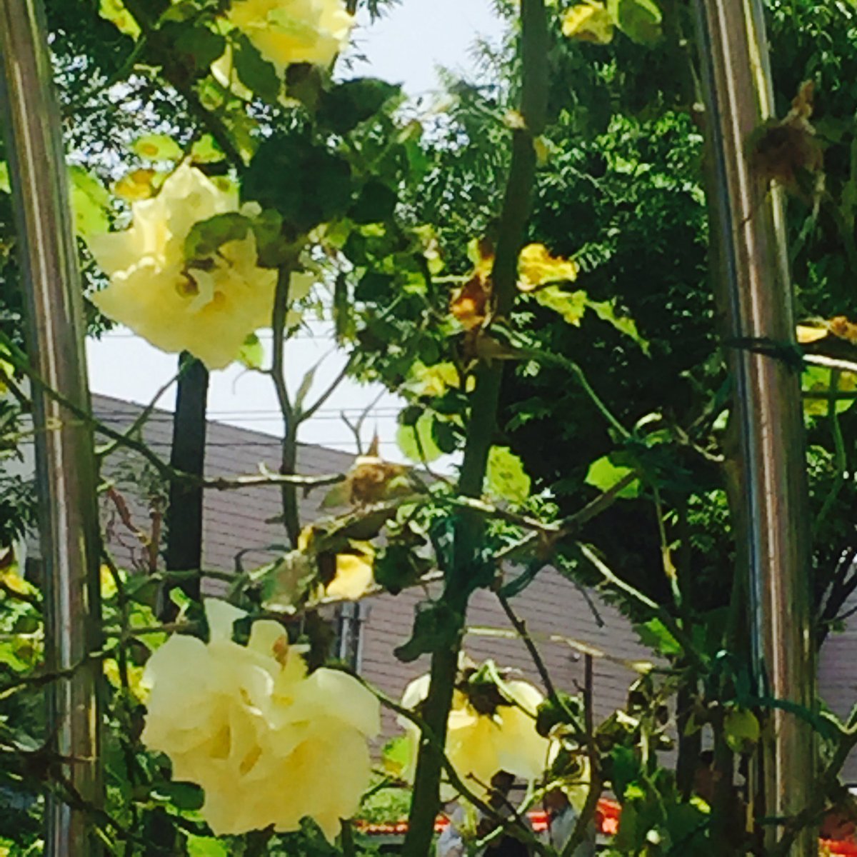 꽃이 피었습니다