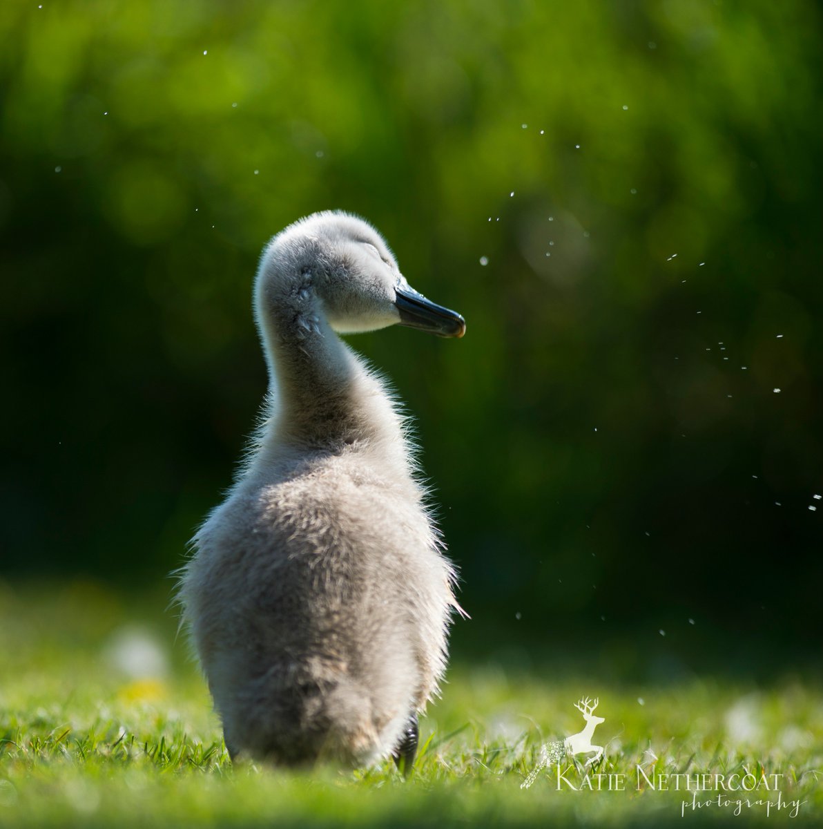 Katie Nethercoat tweet media