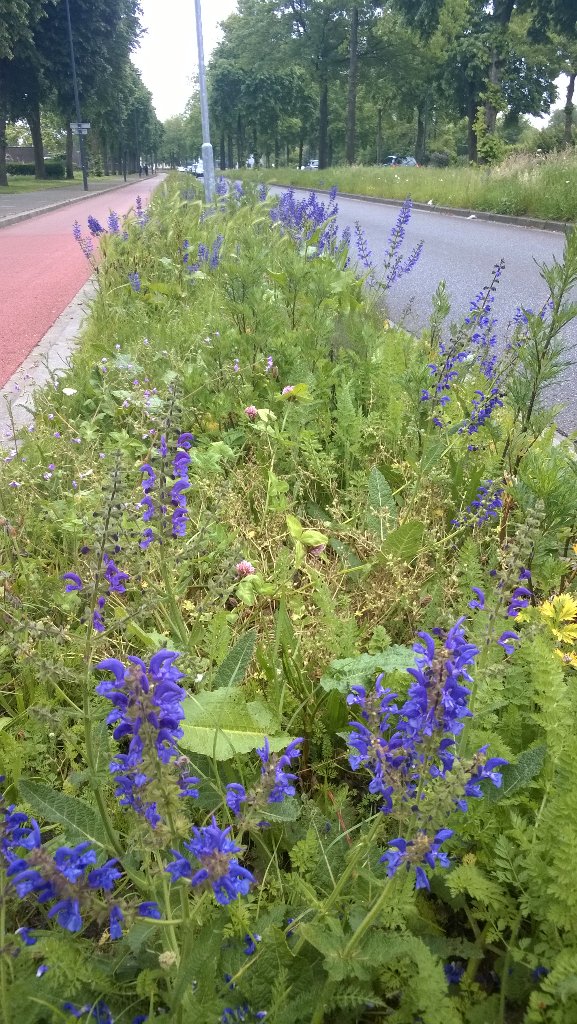 St. Teunislaan prachtig in bloei met o.a. veldsalie. Ecologisch beheer werkt! #denbosch