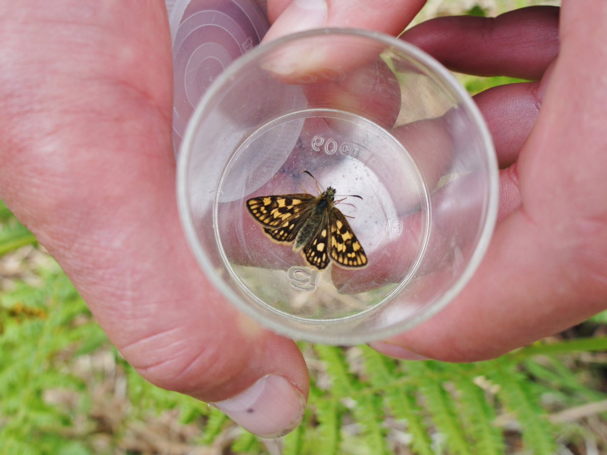 #ChequeredSkipper, native to the area &amp; thriving in #GlenNevis. Discovered yesterday on our butterfly workshop.