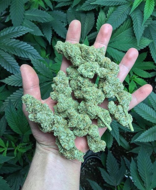 tedsmarijuana's tweet photo. OG x OGKB

Retweet if you want this🔥🔥🔥🔥 https://t.co/6ibA3z9TFs
