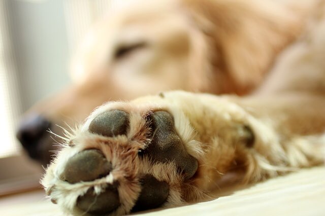 噛み犬だった愛犬を 甘えん坊に変えた知識 足の裏を舐める事は 精神的なストレスのほかに 足の裏の毛が伸びすぎて 気持ち悪い時 つめが伸びすぎて 邪魔になる時などの 外的要因でもストレスを感じます T Co Knbfj2l9gu