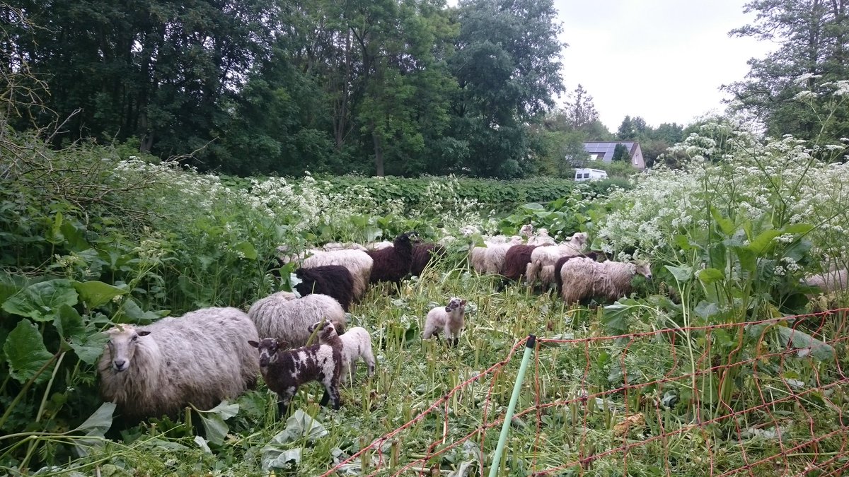 SheepatworkNL's tweet photo. Weer vers voer voor de kudde @BuytenDelft @GemeenteDelft https://t.co/N8kJ8jYgTi