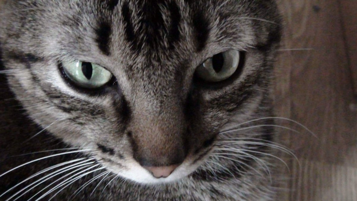 Selfie felino 😸 #cats #FelizMiercoles