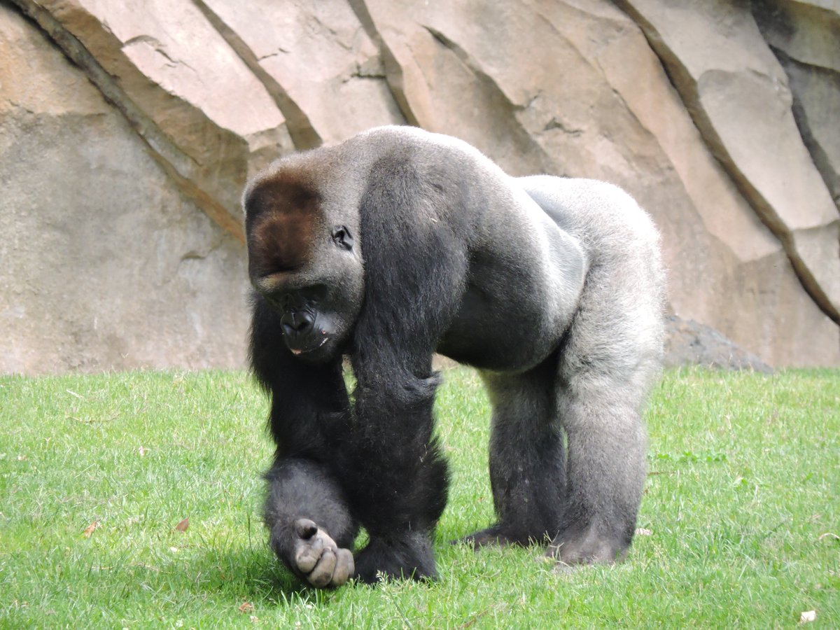 Hoy nos hemos ido de visita al #Bioparc de #Valencia