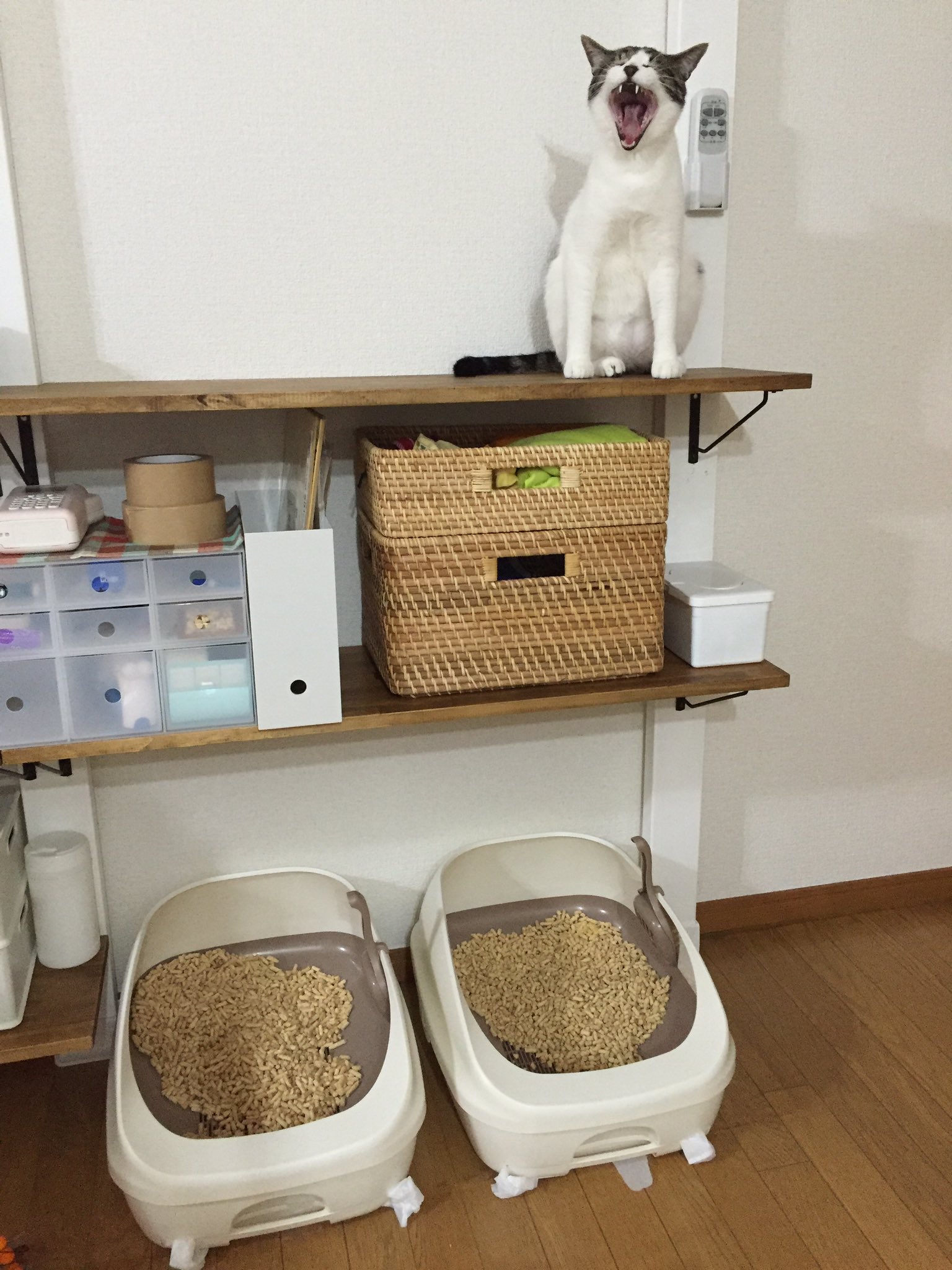 ふくとかい on Twitter &quot;欠伸するかいさん。乗ってる棚はディアウォールで自作したものです。左側の棚板は3段あるけど、写ってる部分は
