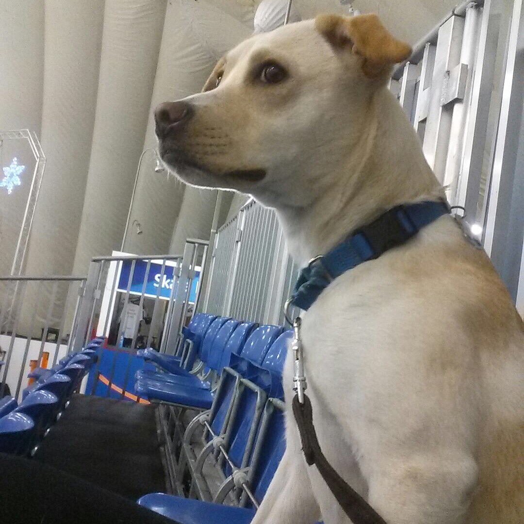DaniRylan's tweet photo. .@TuckerNWHL, #1 fan in the stands.

#cuteastuck https://t.co/D5t2ojec3e