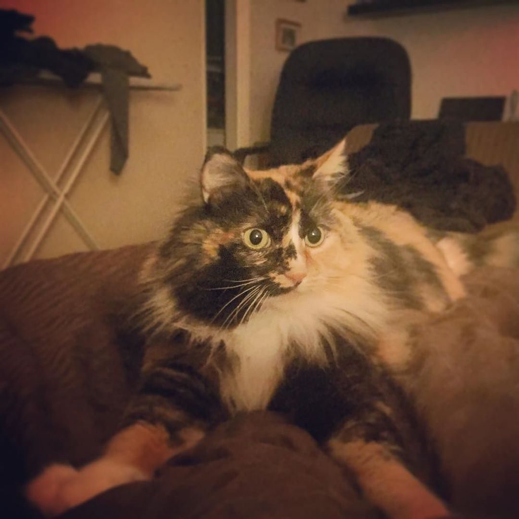 Chatchatcatcat's tweet photo. Sorry hooman lady, I gots to da beds first....dis iz my spots 😸😸! #weeklyfluff #thedailymeow #themeowdaily #diva #s… https://t.co/gxgo8LThKj