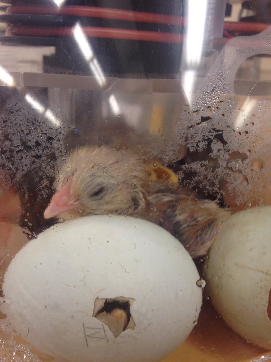 ForestRidgeMS's tweet photo. Welcome, baby chicks--the girls will be so excited to meet you! #gr6 #sciencerocks https://t.co/rY3wTel29i