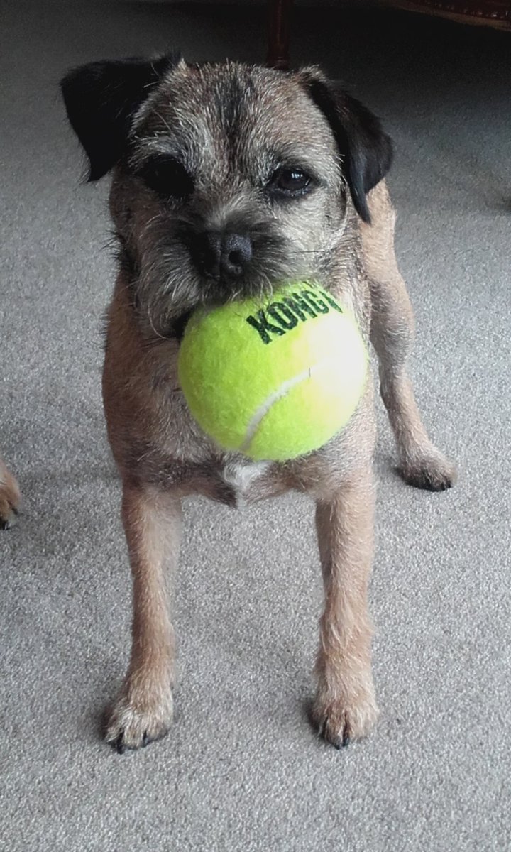 MarkRobCW's tweet image. It&apos;s my (Willow) birthday and I&apos;m very pleased with my new mega tennis ball... and no you can&apos;t play with it!