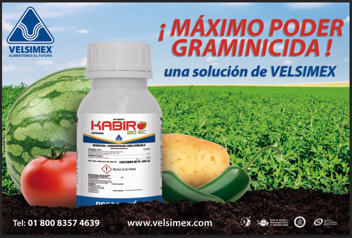 Velsimex's tweet photo. #kabir #VELSIMEX #Juntosalimentemoselfuruto
KABIR 120 CE para control de gramíneas en cultivos de hoja ancha. https://t.co/03oG2HnrHM