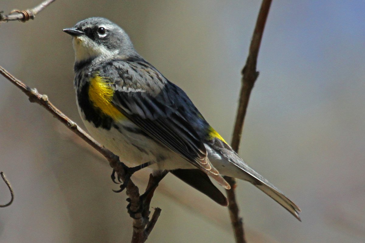 cambridgechron's tweet image. Birders flock to Mount Auburn Cemetery to welcome warblers @TheTomKielty #CambMA @bbcbirds cambridge.wickedlocal.com/news/20160525/…