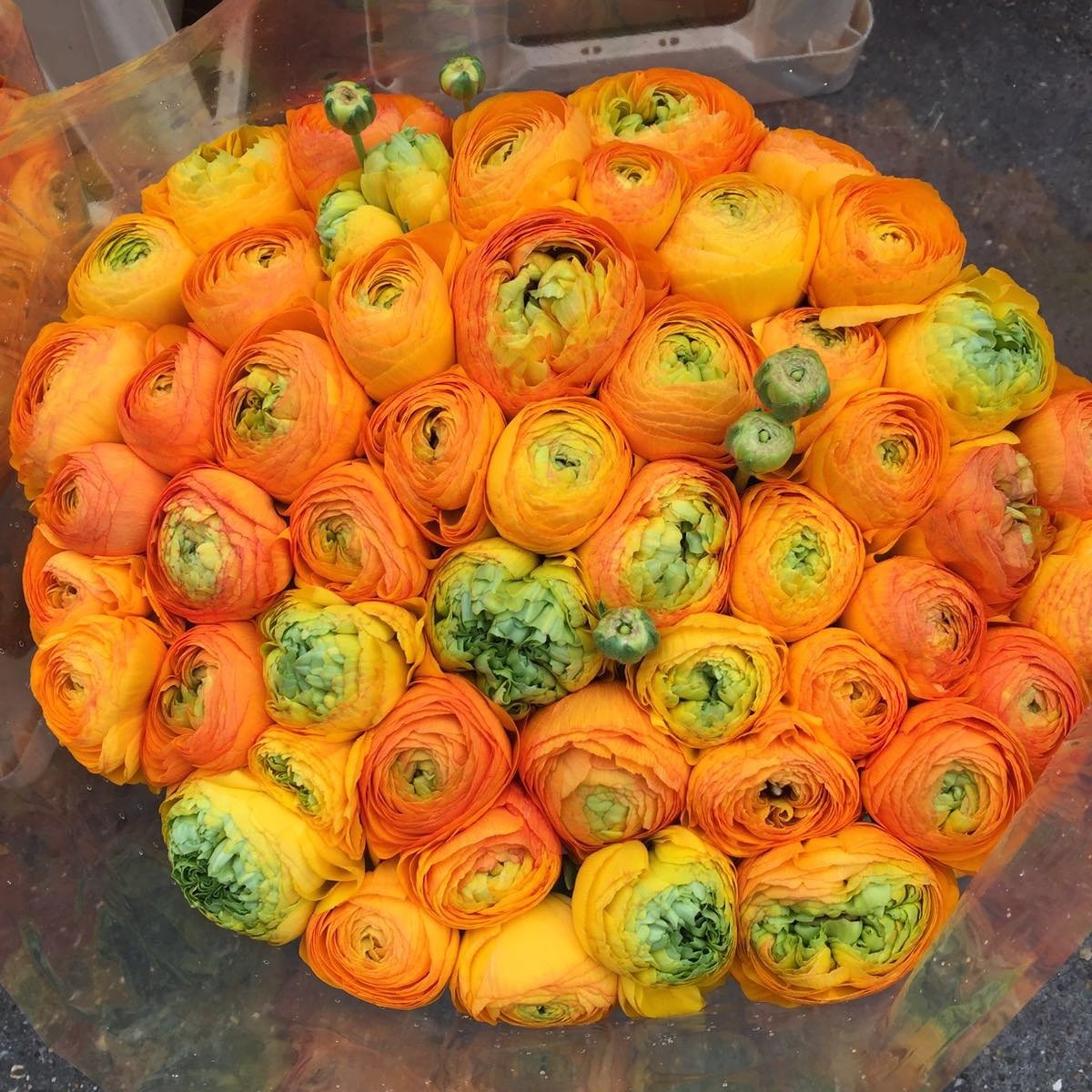 End of the Ranunculus season..... Last of the Kloonys.