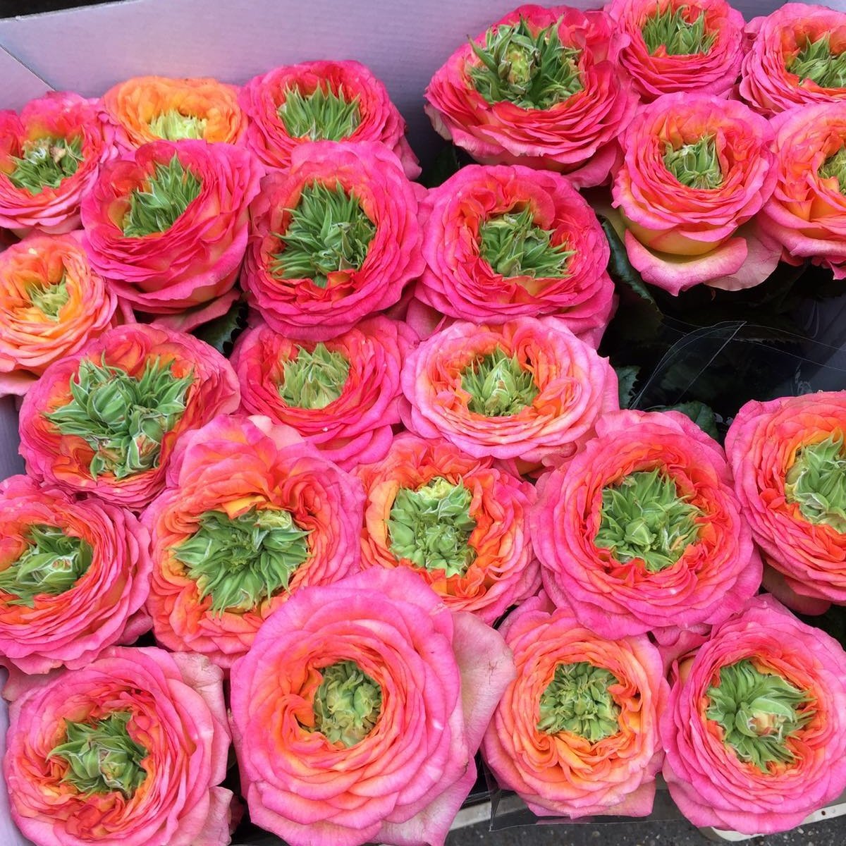 VIP Roses.....Houdini is the rose. .....  And VIP a grower of distinction.