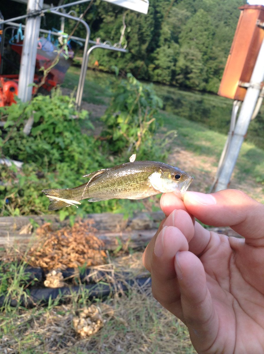 bbass_shoma's tweet image. フォロワーさん100人いったので、初めてのタグします。
RTお願いします！

#バス釣りしてる人RT
#兵庫県でバス釣りしてる人RT
#釣りしてる人RT
#RTした人全員フォローする