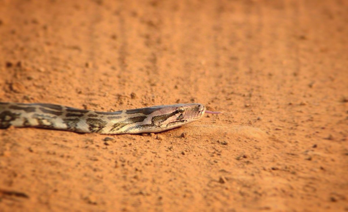 BFSafarilodge's tweet image. #Indianrockpython #pythons #constrictor #snakes #reptiles #tadoba #bambooforestsafarilodge #wildindia