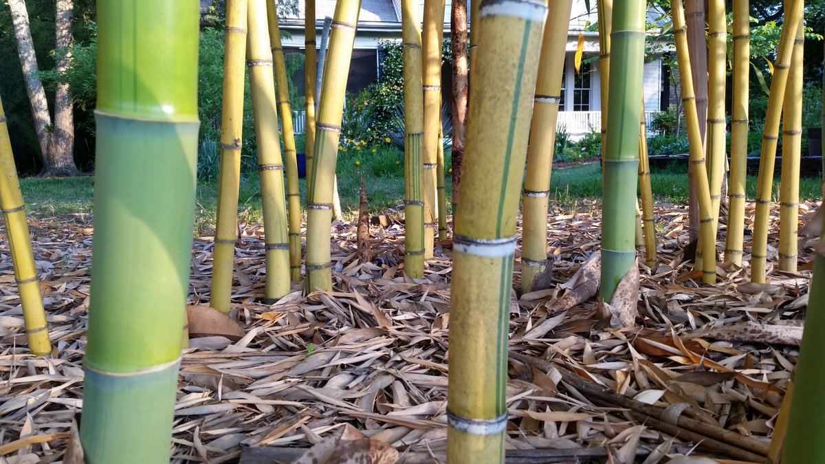 Charlotte Bamboo (BambooCharlotte) Twitter