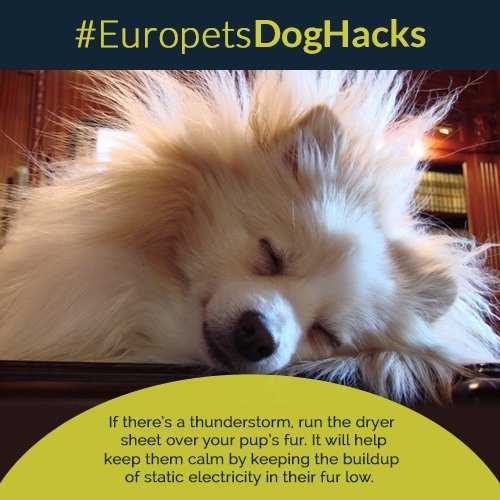 MyEuroPets's tweet photo. If there’s a thunderstorm, run the dryer sheet over your pup’s fur.

#EuropetsDubai #MyDMCC #DogHacks https://t.co/Of6UDtMxsV