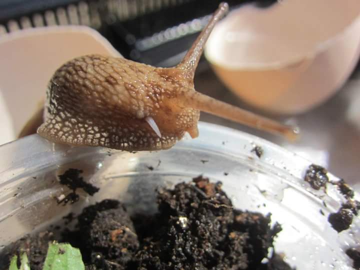 上田亮子 レア 我が家のかたつむりから 恋矢 れんし が抜け落ちた時の様子 交尾の時に相手に突き刺す矢で 歌の ツノだせ ヤリだせ のヤリにあたるもの 恋矢はその都度使い捨てで 恋矢がある この子はオス役 ってこと カタツムリは性別なし