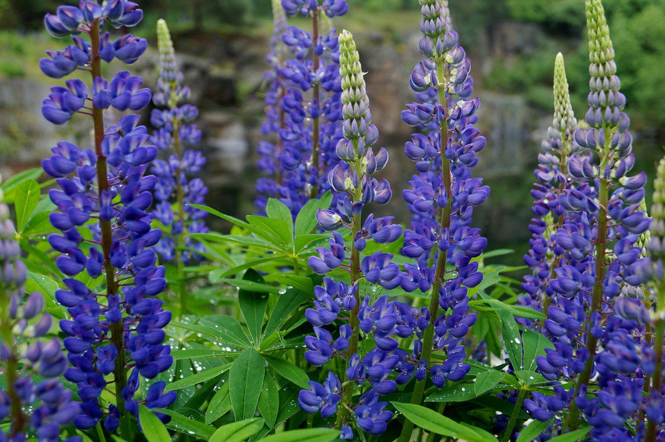Lupine - eine regionale Alternative zu #Soja bit.ly/1Ud5ZNe