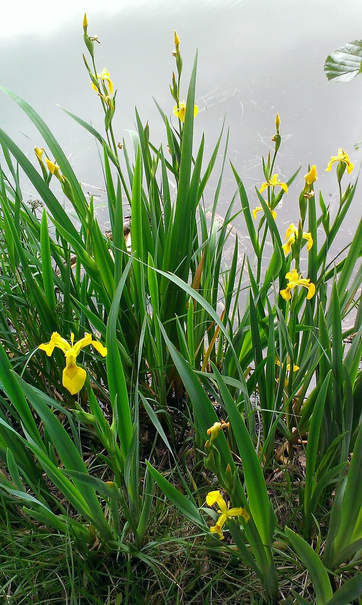 DrakulkaCZ's tweet photo. #iris #kosatec #nofilter https://t.co/tAfmXdLrUx