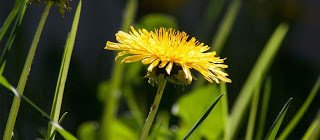 SovietCooking's tweet image. Dandelion salads ift.tt/1Ty1cJx