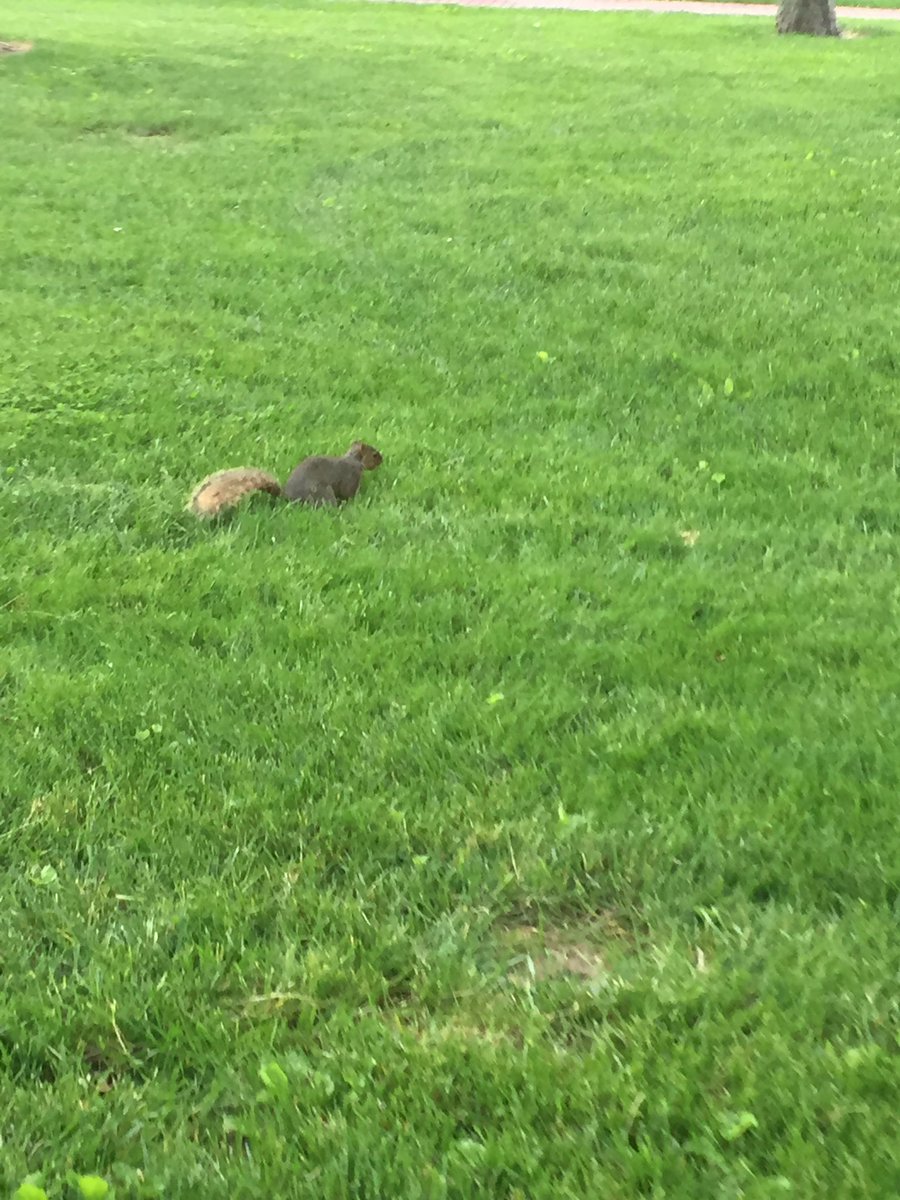 SquirrelsofHC's tweet image. SPOTTED: OUTSIDE OF LIBRARY