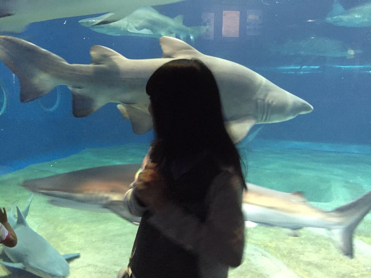 Re Minami Riho わたしもすきです かわいいサメよりかっこいいサメがすき ホオジロザメが一番すきで死ぬまでにはみてみたい 大洗ってところにはシロワニがいっぱいいてりほちゃん好きそう T Co K6abm9jgg0 Twitter