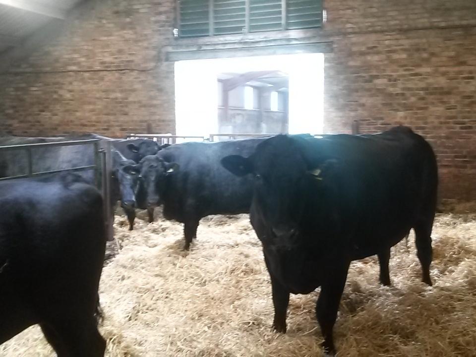 vaderbogger's tweet photo. Great morning at #HighlandWagyu many thanks for being so open and your hospitality. #topmarketeers #farm365 #topbeef https://t.co/nxCocrOOnQ