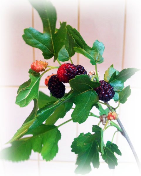 みき あつ森 桑の木になる実なんです 絹でお馴染みのカイコが好んで食べるのが桑の葉っぱですよ 見た目ベリー っぽいですよね 味もベリーの仲間っぽい感じで ジャムしたものを売ってたりもあるそうです 息子に食べさせたら まずくはない との事で