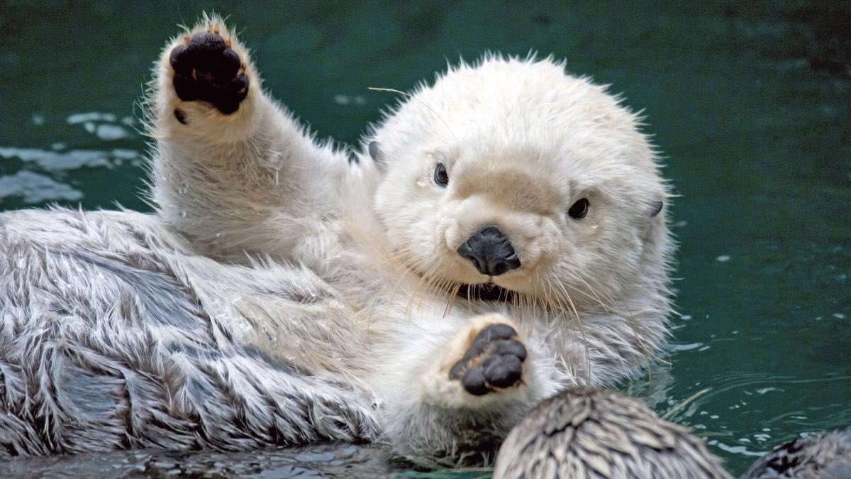 Strange_Animals's tweet photo. Sea otters from the North Pacific are endangered &amp; have the densest fur in the animal kingdom! #WorldOtterDay https://t.co/UE3ispVC3n