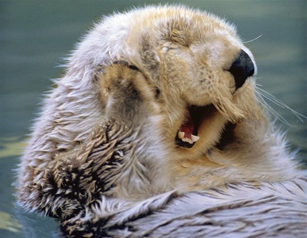 Strange_Animals's tweet photo. Sea otters from the North Pacific are endangered &amp; have the densest fur in the animal kingdom! #WorldOtterDay https://t.co/UE3ispVC3n
