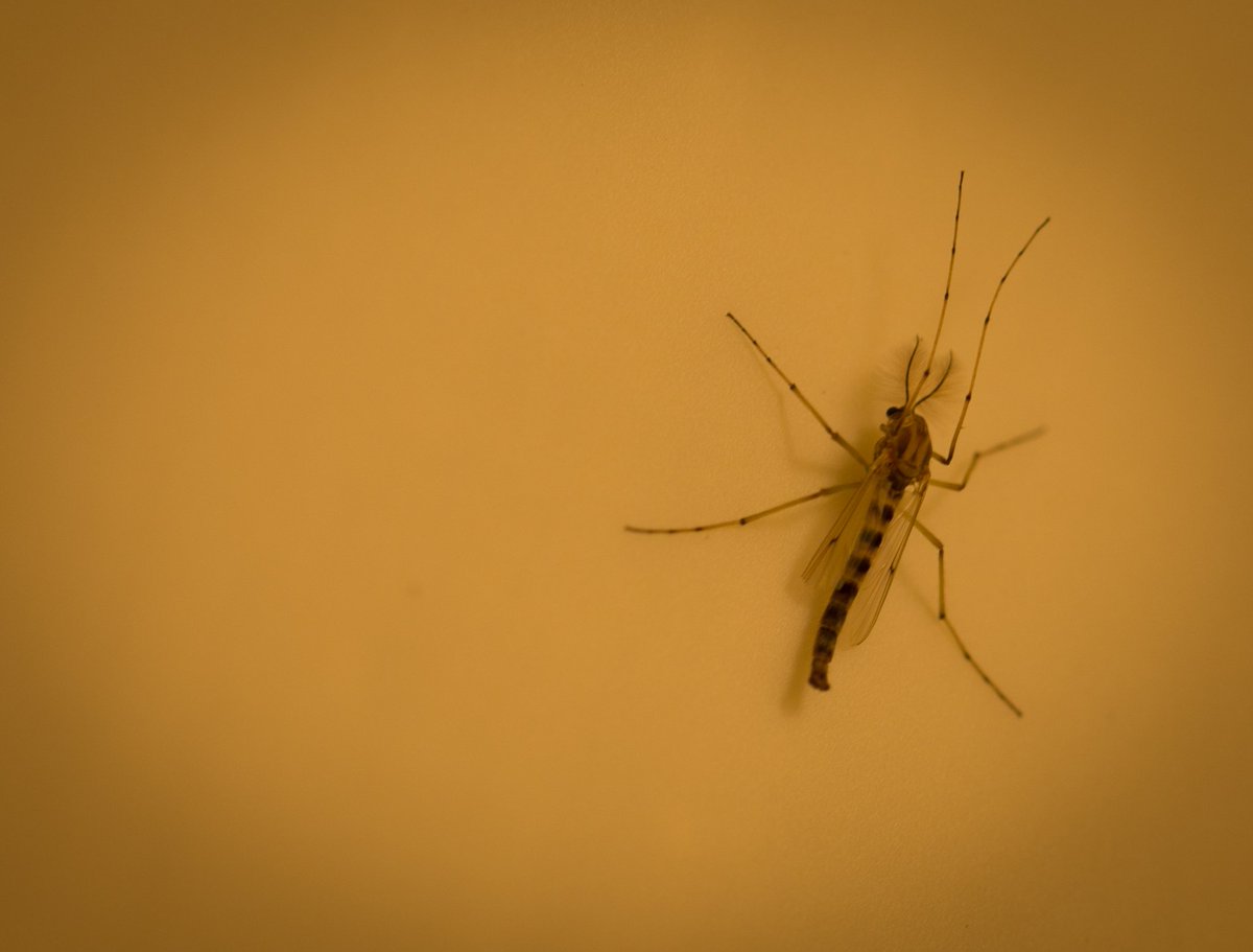 BhadeliaMD's tweet photo. This flew in after rain last night. 2 early 4 #aedes albopictus in boston,right? Any thoughts on species? #mosquito https://t.co/BdAvBurS5P