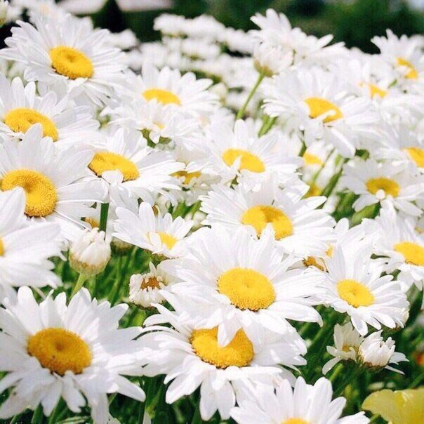E N T O U R A G E (@rusaatstek) on Twitter photo 