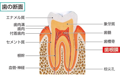 かのまん もし何かがぶつかって歯が抜けてポーンと飛んで行ってしまった場合 抜けた歯 の周りの歯根膜が綺麗なら再植できるので必ず保管してすぐさま歯医者へgo 歯根膜は乾燥に弱いので必ず抜けた歯を口の中に入れるか牛乳に浸けるかして持ってきてくれ