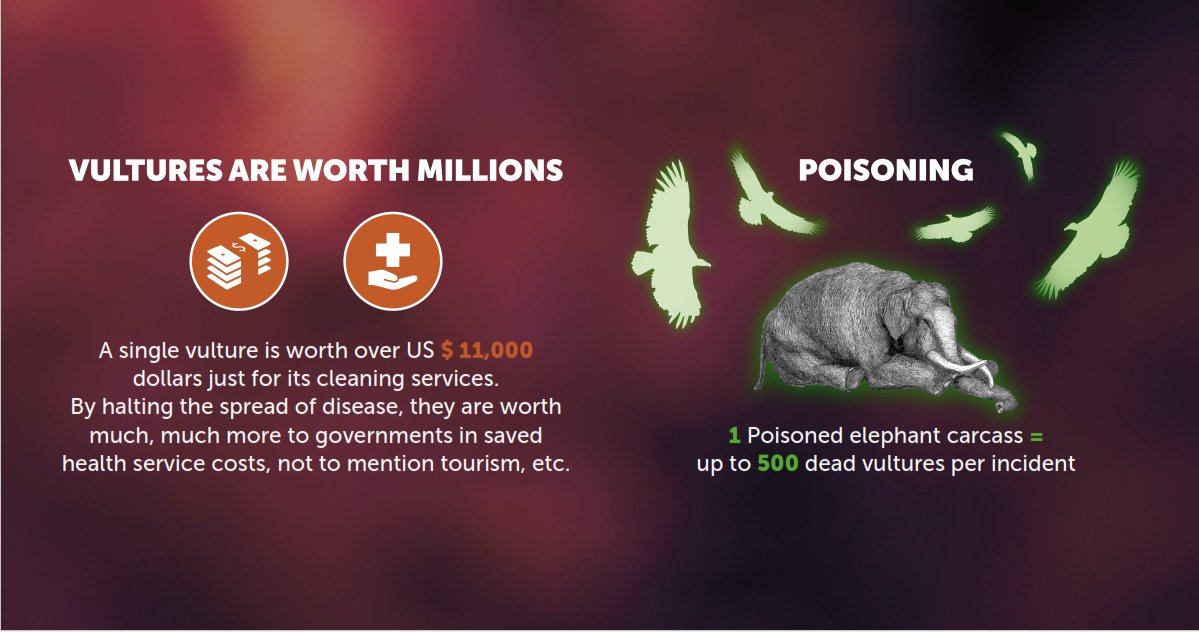 BirdLife_News's tweet photo. Poachers lace elephant carcasses w/ poison to kill vultures because they expose their location #UNEA2 #LoveVultures https://t.co/pvc6XbNmqJ