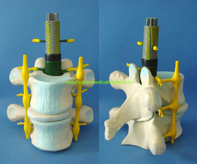 fwhvivienne's tweet photo. ENVIRONMENTAL PROTECTION PVC MATERIAL BRAIN AND NERVOUS  GASEN-RZSJ001, human anatomy model https://t.co/5R1OdrTOaI