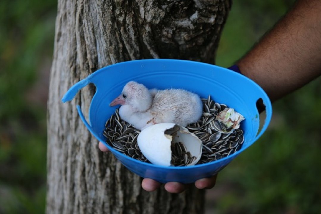 .@JungleIsland searching for name for baby flamingo  local10.com/community/jung… https://t.co/t21mpc42GI